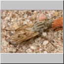 Dialineura analis - Schnepfenfliege w01 10mm.jpg